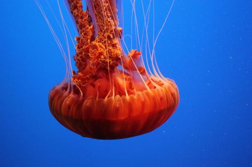 bloganimalimages:  Not sure if you guys like marine animals, but here’s a jellyfish.  (Source)