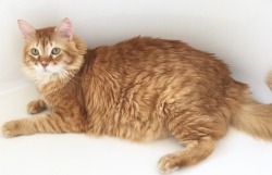 chubbycattumbling:My Maine coon mix Jay Whiskers