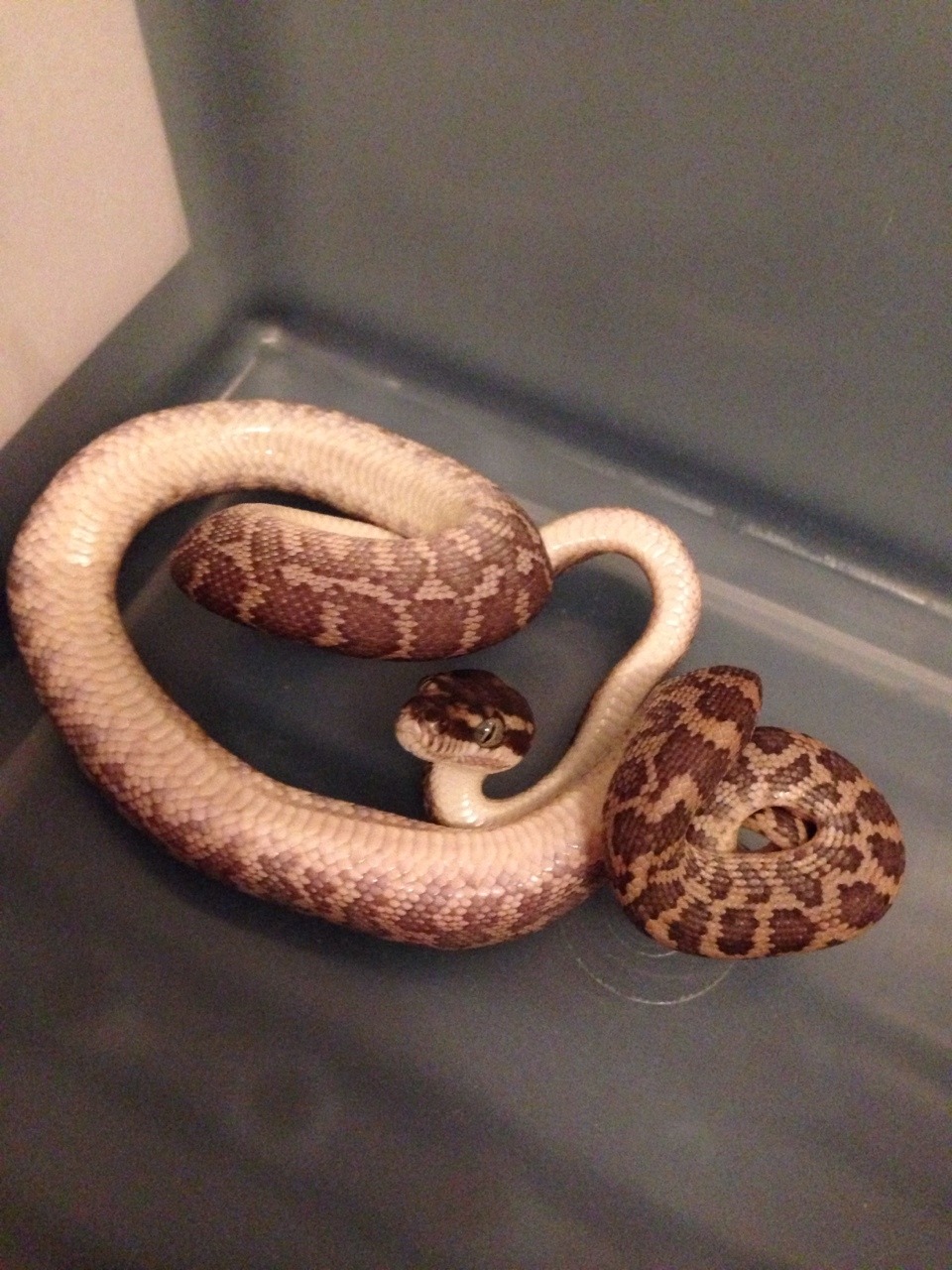 sarah-scales:  Not sure if she realises she is upside down… Such a doof… 