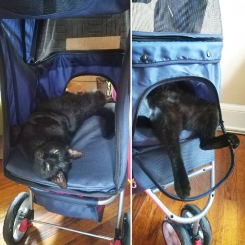 functionally-immortal:functionally-immortal:Guess he likes his stroller....#cat #kitten #cute #black