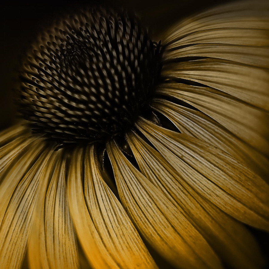 coffeenuts:  Cone Flower by Marie Otero - http://ift.tt/1N6mPwt 