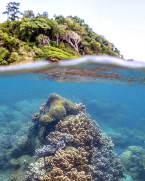 oceaniatropics: Russell Island reef, Queensland, Australia, by  Phil Warring