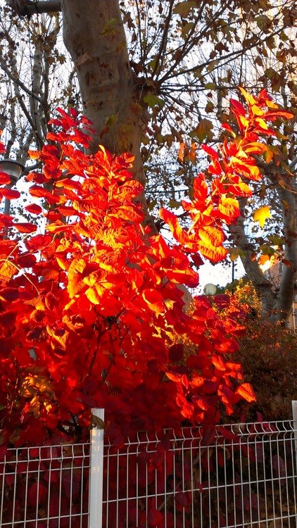 orange tree