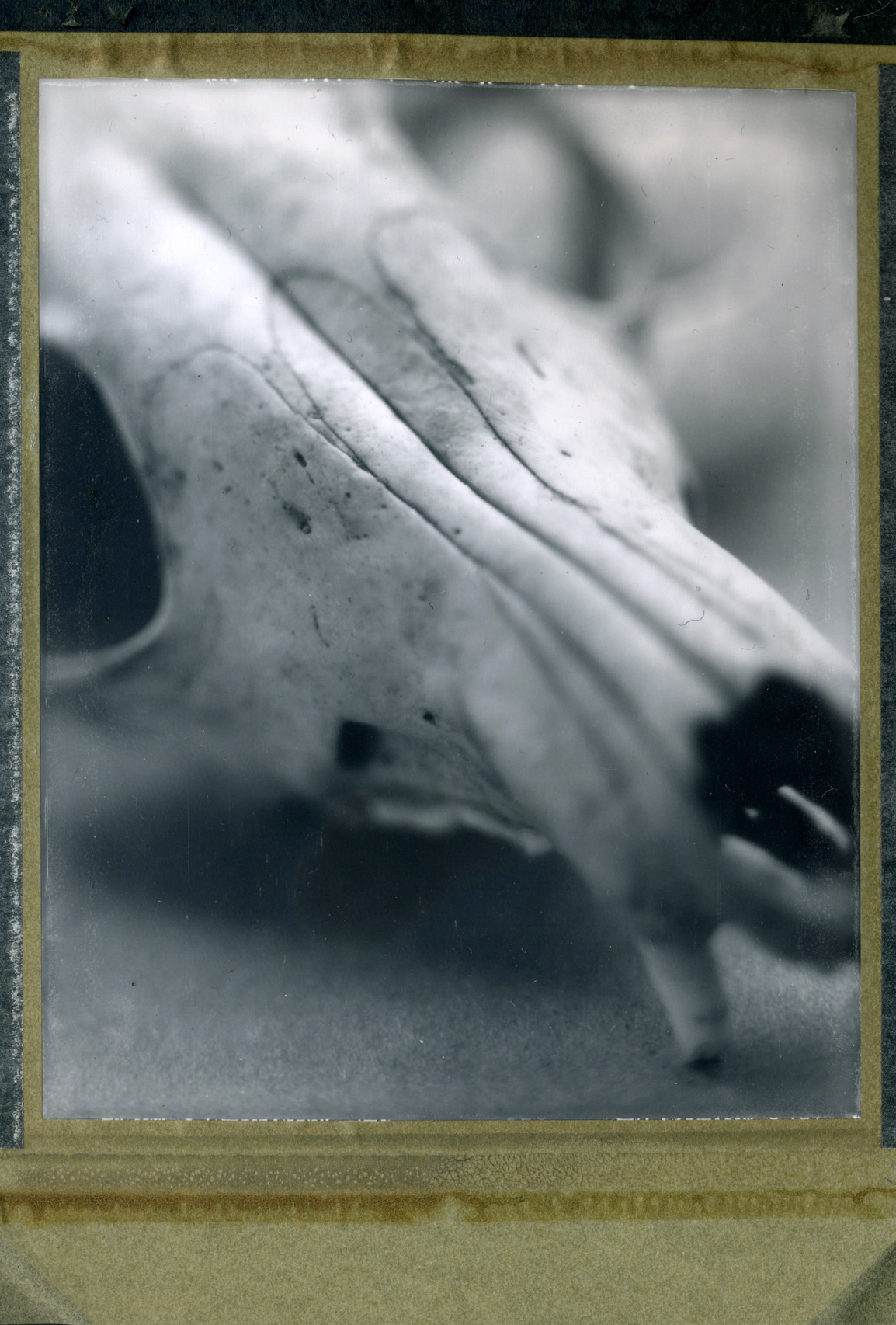 Details III
Camera: Arca 4x5; Film: Polaroid 55, 4x5, scanned positive