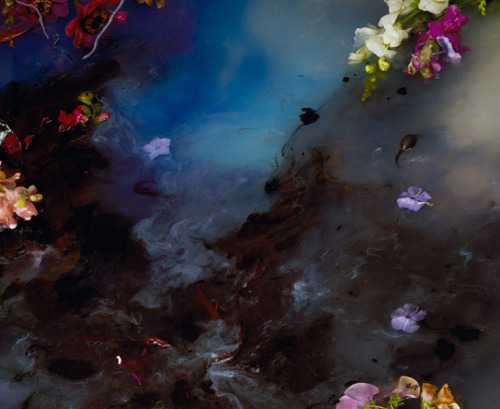 asylum-art:  Margriet Smulder Margriet Smulders’ intoxicating and smouldering flowers represent contradictions between the mind and the body, between science and intuítion, between dark and light, nirwana and  samsara, modesty and voluptousness maybe