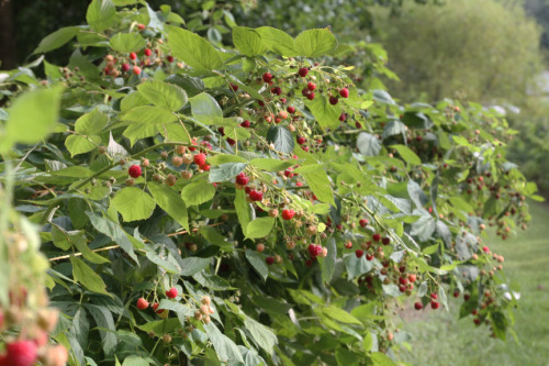 hqcreations: Food Preservation: Making Raspberry Fruit LeatherI miss the flavors of summer berries a