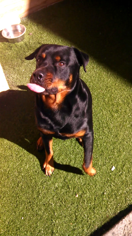 handsomedogs:  Brutus