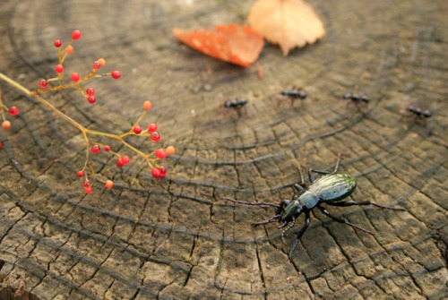 zooophagous: archiemcphee:  Lets join the Department of Gorgeous Glass Art as they pick up their loupes to marvel at these life-size glass insects created by Japanese sculptor Yuki Tsunoda, including the only mosquitos we won’t swat. Tsunoda creates