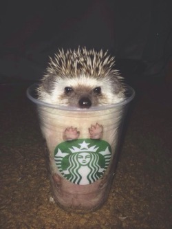 cute-overload:  hedgehog in a cuphttp://cute-overload.tumblr.com