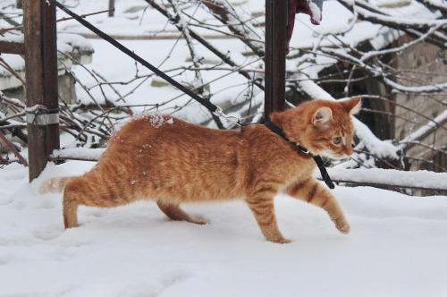 crafts-chicks-and-cats:Acke’s first snow