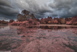 llbwwb:  huston lake infrared (by AYMAN-ALKANDERI)