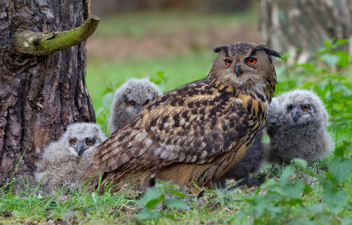 European Eagle-owl (Bubo bubo) &gt;&gt;by Paul Cools