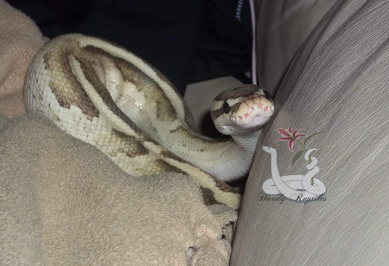 i-m-snek: Rhea. You are ridiculously cute. Like omg
