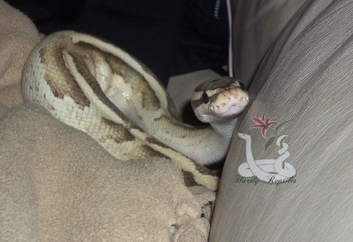 Porn i-m-snek: Rhea. You are ridiculously cute. photos