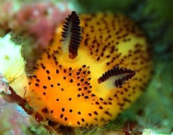 precious-pulmonata:The name “Sea Bunny” comes from how fuzzy the slugs appear and the ‘ears’ on their heads. However, the little ears are their sensory organs, called rhinophores. They are chemoreceptors, providing a mix between taste and smell