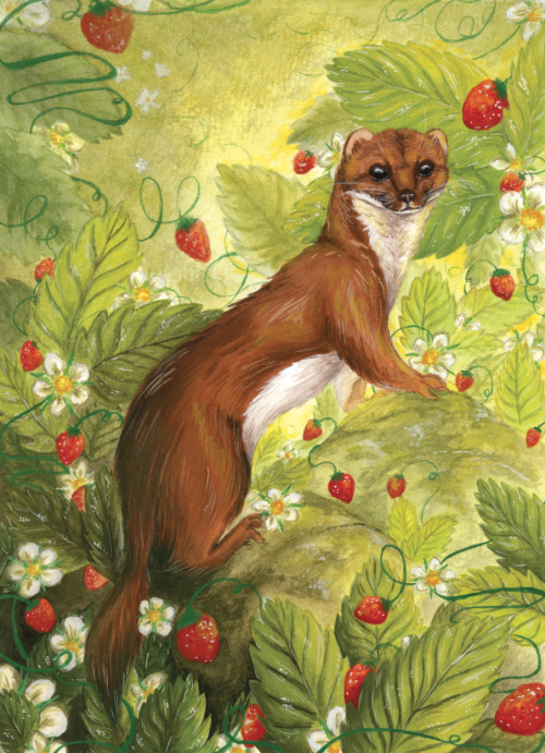 Strawberry Weasel - Gouache & Watercolour