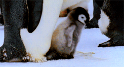 awwww-cute:  One, Two, Three, Four, Five, Yes! (Source: http://ift.tt/2y5qEO8)