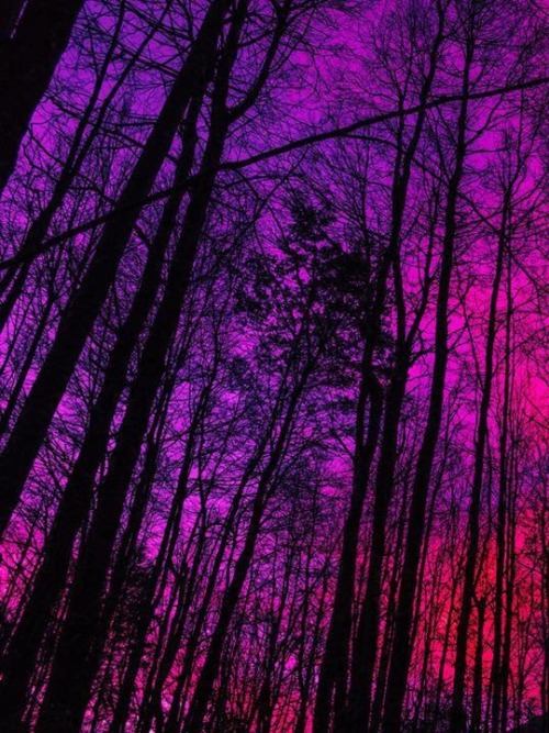 turnnoffyourmind:Magic place ❣ Huilo Huilo Biological Reserve, Los Ríos, Chile.