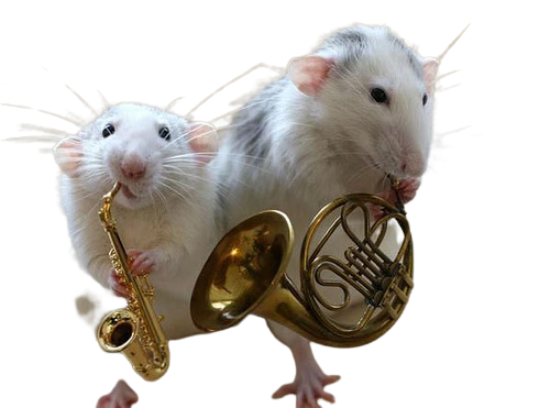 snailspng:Rat orchestra PNGs