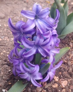 I came home to Colorado after being in Kentucky for 2 weeks to find 2 gorgeous hyacinths in my backyard😍 I don&rsquo;t even remember planting them but I&rsquo;m so happy they bloomed.