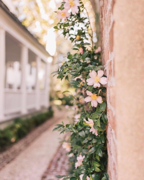 vivalcli: Ig: juliahengel: Thankful to live in such a beautiful city like Charleston ☀️