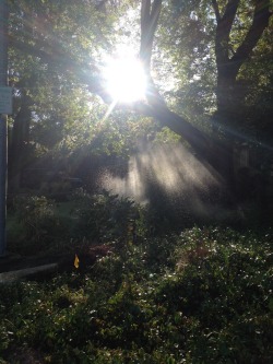 effervescentvibes:On my run this morning it looked like the air was full of sparkles