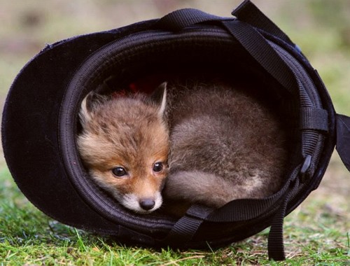 cute-overload:  If it hat fits…http://cute-overload.tumblr.com source: http://imgur.com/r/aww/ukr0zVq