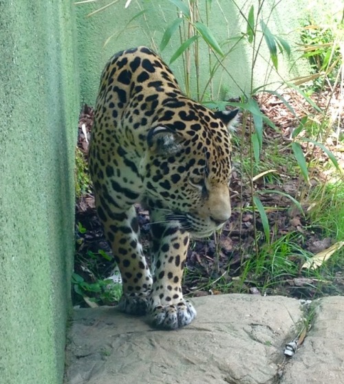 A new life update:I am about to start a new position as a seasonal program animal keeper at a new fa