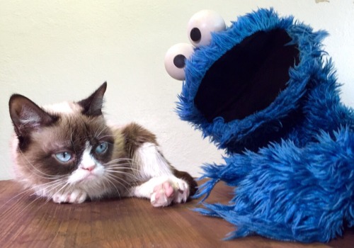 Porn realgrumpycat:Cookie Monster tries to #BreaktheInternet photos