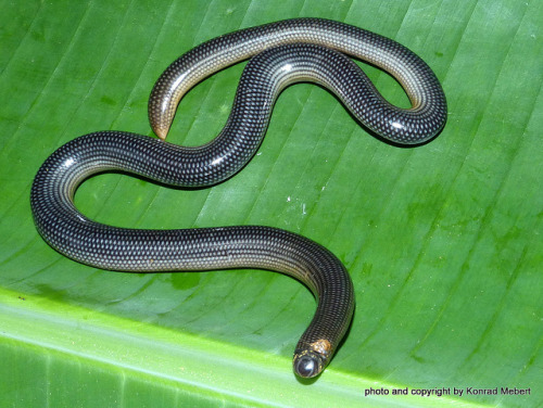 libutron:
“ African blind-snake
Afrotyphlops lineolatus (Typhlopidae), a species of African blind-snake.
The blind snakes are small, worm-like burrowers. The tail is tipped with a small, sharp spine and the eyes appear as dark spots beneath the head...