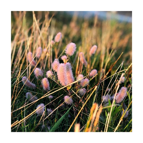Spring Days Photography