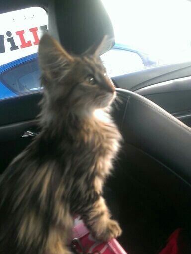 awwww-cute:  This little guy is on his way to his new home