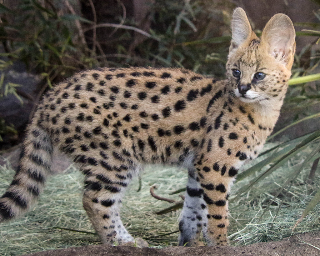 sdzoo:  Kamari the serval kitten serves up the cute.Photos by Penny Hyde