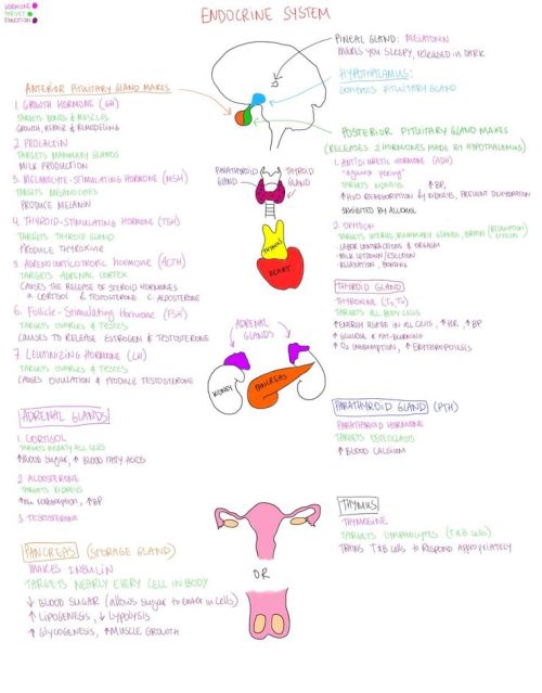 Summary of the Endocrine system for the MCAT 