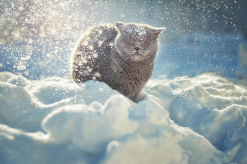 source | 1 | 2 | 3 | 4 | 5 | 6 | 7 | 8 | MY TUMBLR BLOG |The most surreal animal pictures in the wor