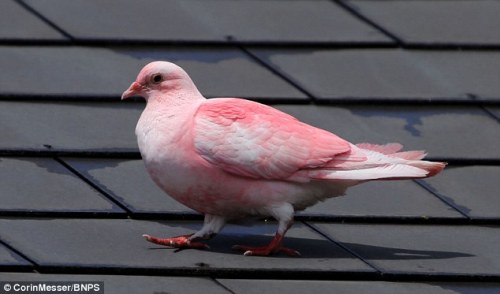 Sex sixpenceee:  This pink pigeon with mysteriously pictures