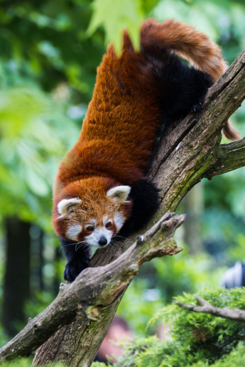 animalkingd0m:Red Panda by Pasqual Demmenie