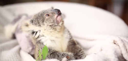 mymodernmet:Adorable Baby Koala Poses for Her Very First Photoshoot