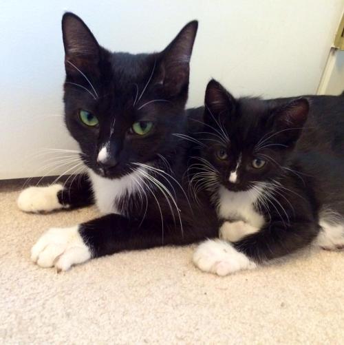 worldofthecutestcuties:My foster cat and her mini-me