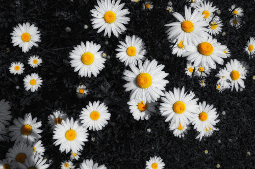 Daisies!