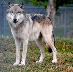 wolfparkinterns:  Wotan smiles for the camera