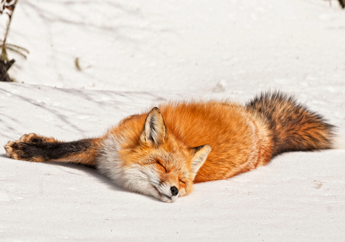 thefrogman:  Sleepy Head by Les Piccolo [flickr] [h/t: wonderous-world]  D'aww!!