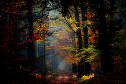 opticxllyaroused:    Most Beautiful Forest Photography by Nelleke Pieters  