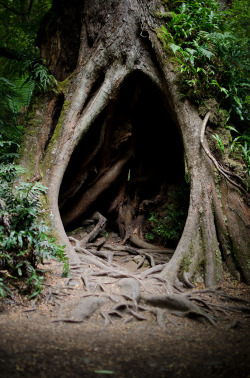 crooksh4nks:  Tree Hole