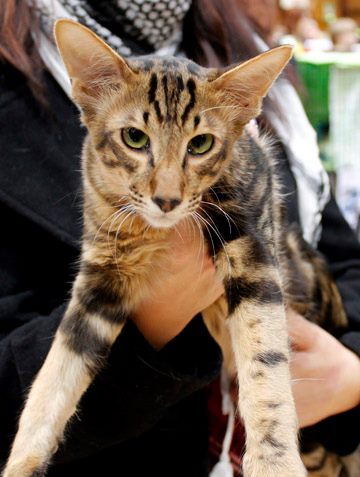 black classic tabby cat black classic tabby cat