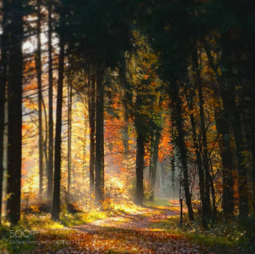 Stroll through a forest by ThesBeyeler (nature)