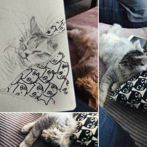 Fluffy napper #kitten #cat #mainecoon #sketch #drawing #ikea #thatpillowiscute #captainwhisker