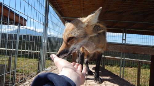 Happy summer foxy is happy ^_^ Even in her summer coat, she’s so dainty and cute, she hasn&rsq