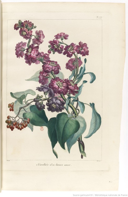 Decorated title page and botanical illustrations taken from ‘Bouquets de Flore’ by  P. J. Buc'hoz (1