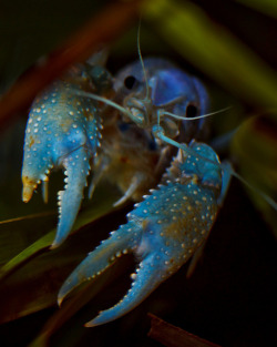 Magicalnaturetour:blue River Crawfish Hiding Out In  His Enclousure ~Explore~ By